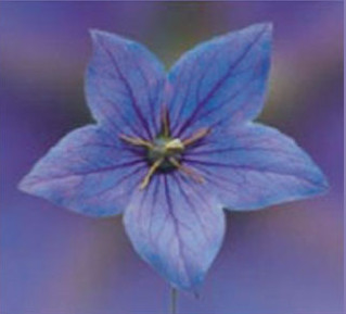 Purple flower logo